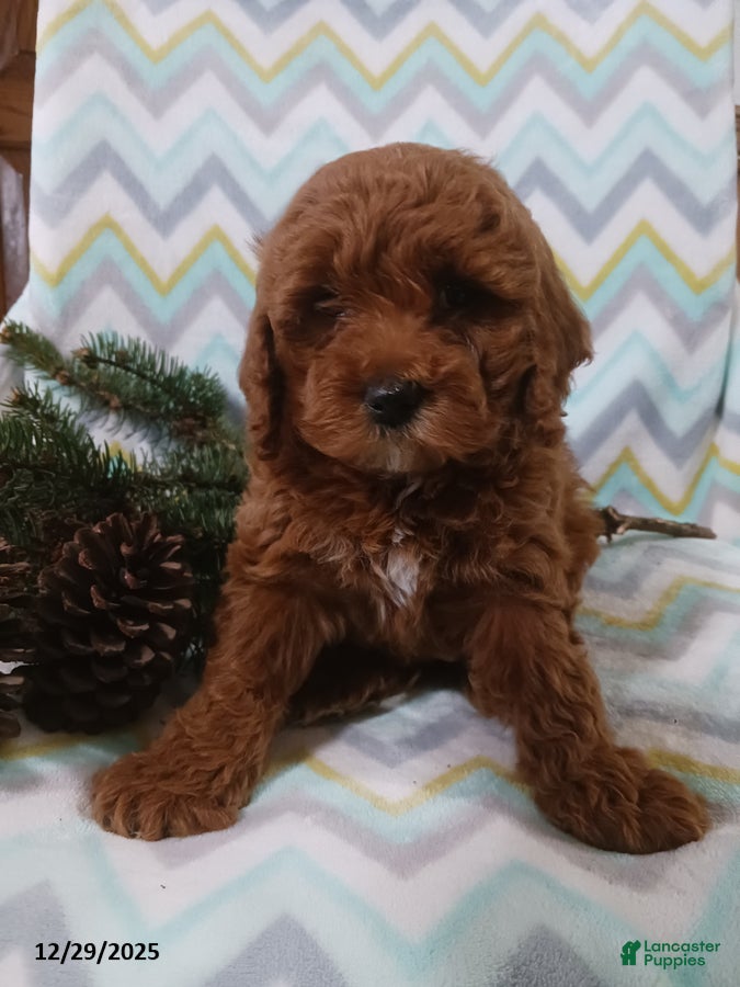 Cockapoo dogs Diana - Ad 2