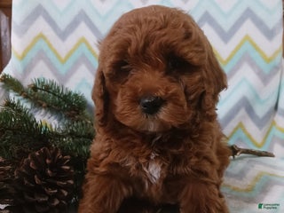 Cockapoo dogs Diana - Ad 2