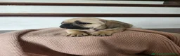 French Bulldog dogs for sale: Dorah - Ad 6