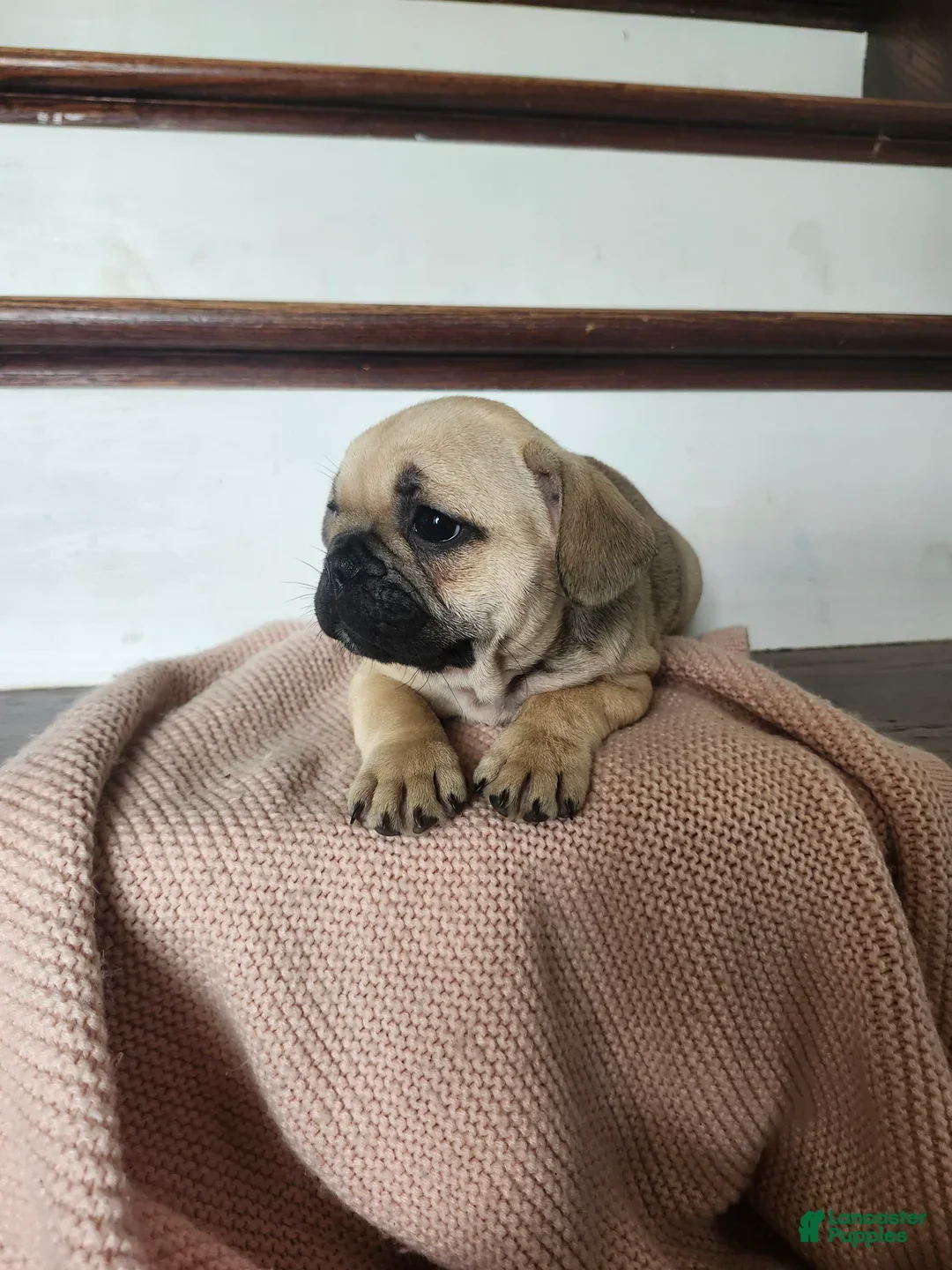French Bulldog dogs for sale: Dorah - Ad 6