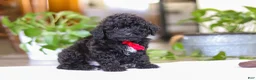 Miniature Poodle dogs for sale: Leo - Ad 2