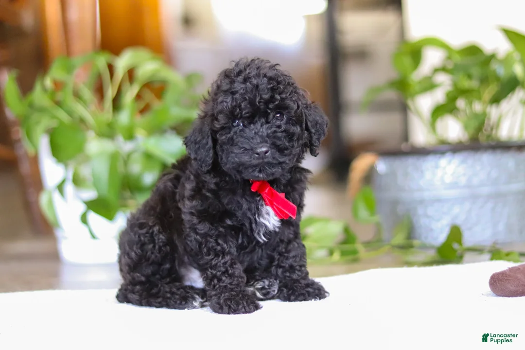 Miniature Poodle dogs for sale: Leo - Ad 2