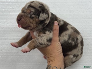 Catahoula Leopard Dog dogs - Ad 23