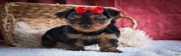 Yorkshire Terrier dogs for sale: DOC - Ad 3