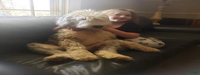 Lucy