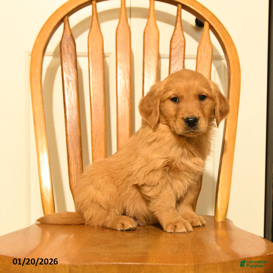 Golden Retriever dogs Bear - Ad 9