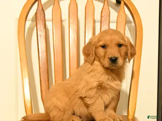 Golden Retriever dogs Bear - Ad 33