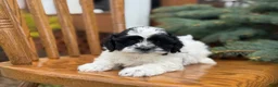 Shihpoo dogs for sale: Sials - Ad 7