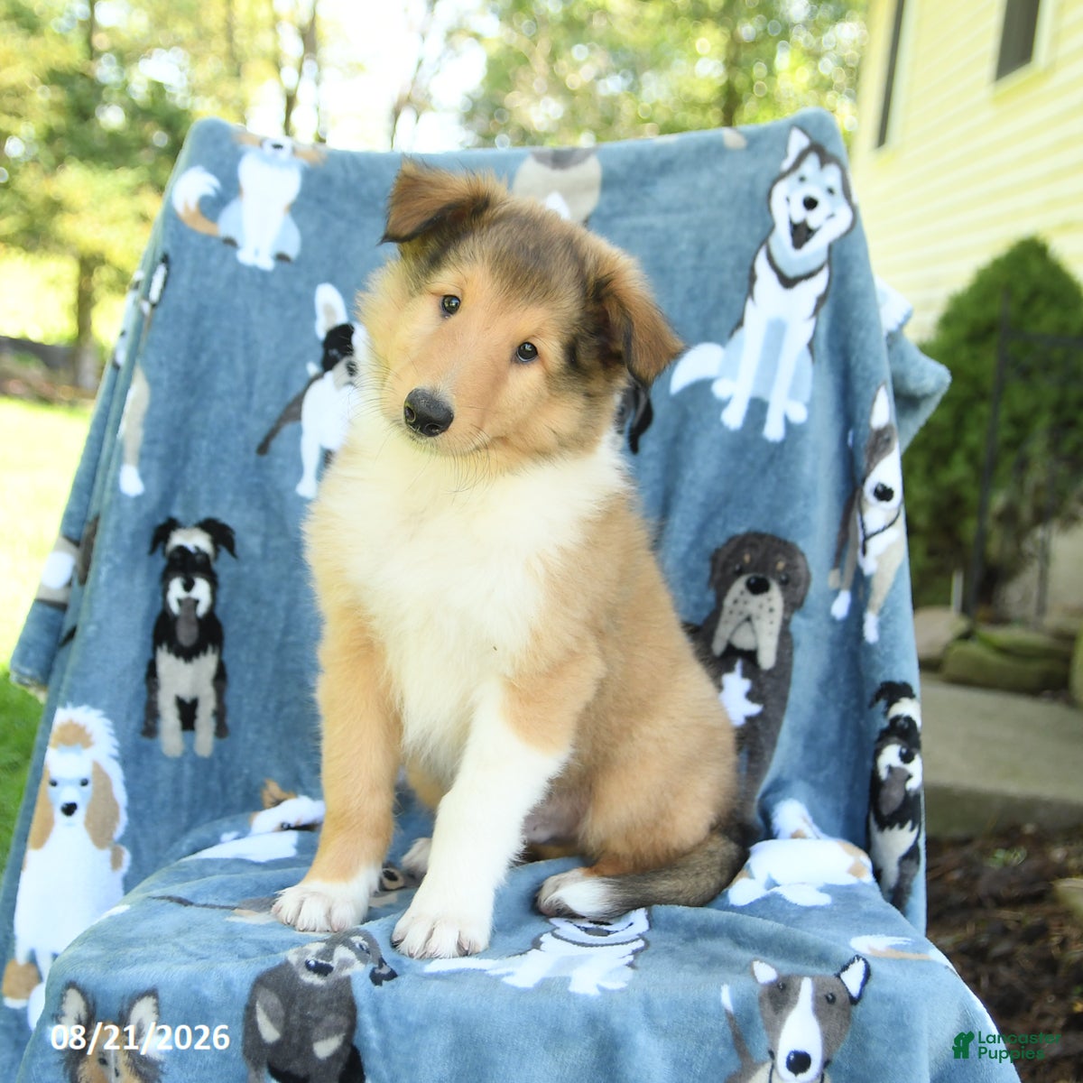 Collie dogs Oliver - Ad 1