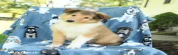 Collie dogs for sale: Oliver - Ad 1