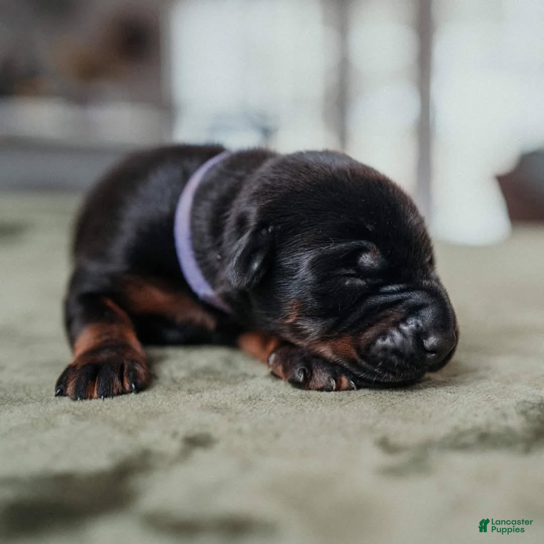 Doberman Pinscher dogs Obsidian Wildfire’s Ember - Ad 3