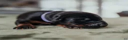 Doberman Pinscher dogs for sale: Obsidian Wildfire’s Ember - Ad 1
