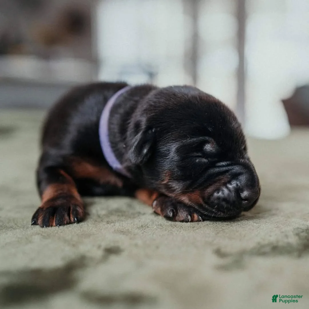Doberman Pinscher dogs for sale: Obsidian Wildfire’s Ember - Ad 1