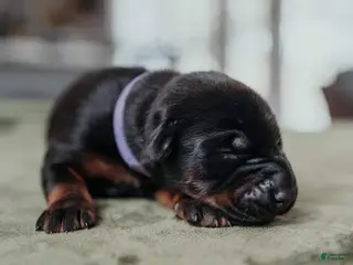 Doberman Pinscher dogs Obsidian Wildfire’s Ember - Ad 3