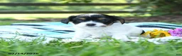 Mixed Breed dogs for sale: Leo - Ad 1