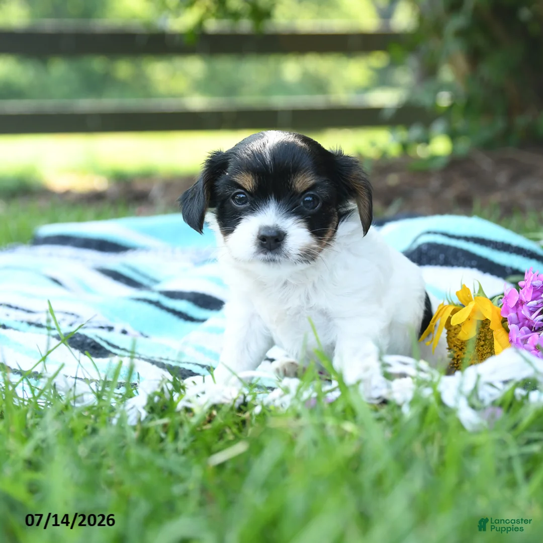 Mixed Breed dogs for sale: Leo - Ad 1