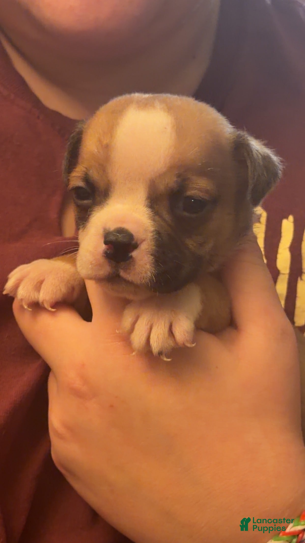Olde English Bulldogge dogs Olde English Bulldogge Puppy 2 - Ad 31