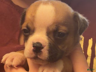 Olde English Bulldogge dogs Olde English Bulldogge Puppy 2 - Ad 31