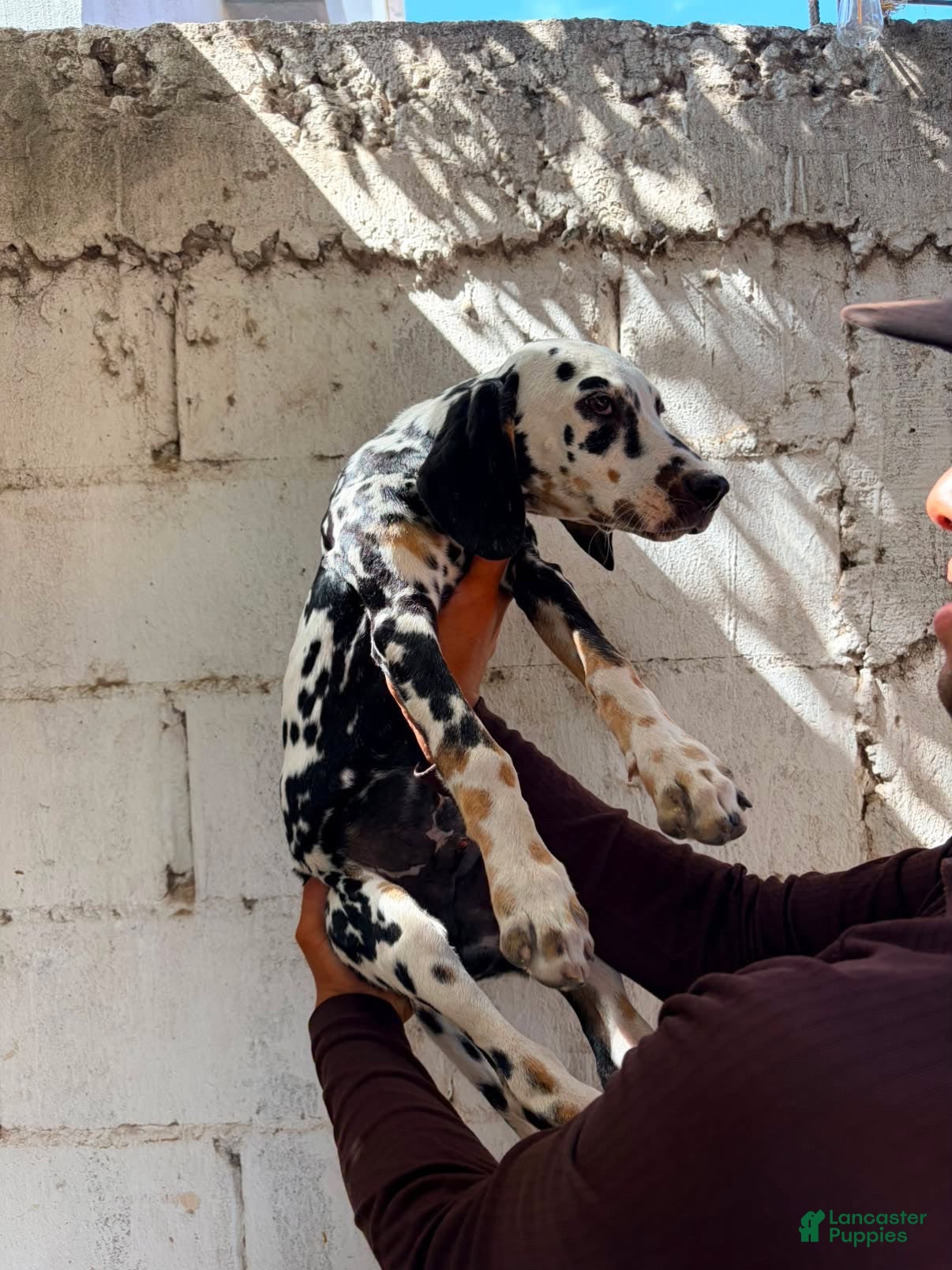 Dalmatian dogs Dalmatian 1 - Ad 24