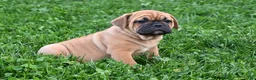 Mixed Breed dogs for sale: Charlie - Ad 2