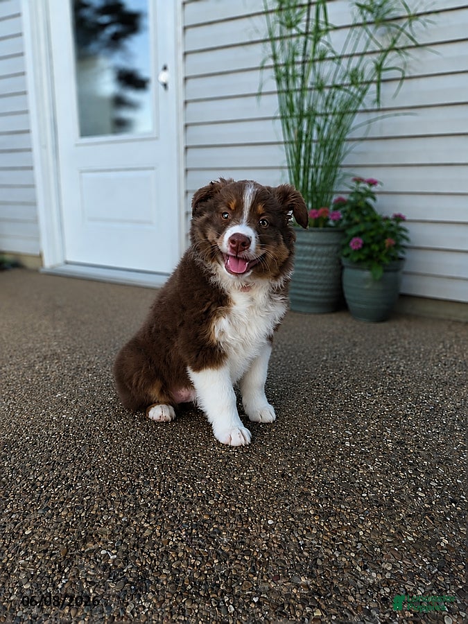 Australian Shepherd dogs Buttercup - Ad 2