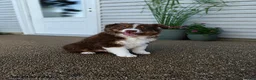 Australian Shepherd dogs for sale: Buttercup - Ad 2