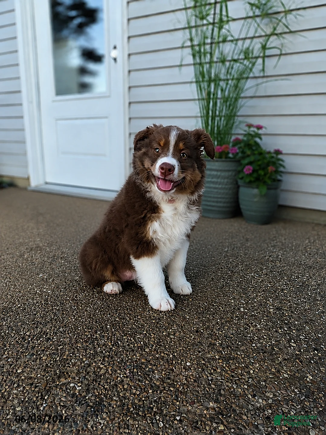 Australian Shepherd dogs for sale: Buttercup - Ad 2