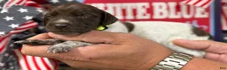 German Shorthaired Pointer dogs for sale: Independence - Ad 2