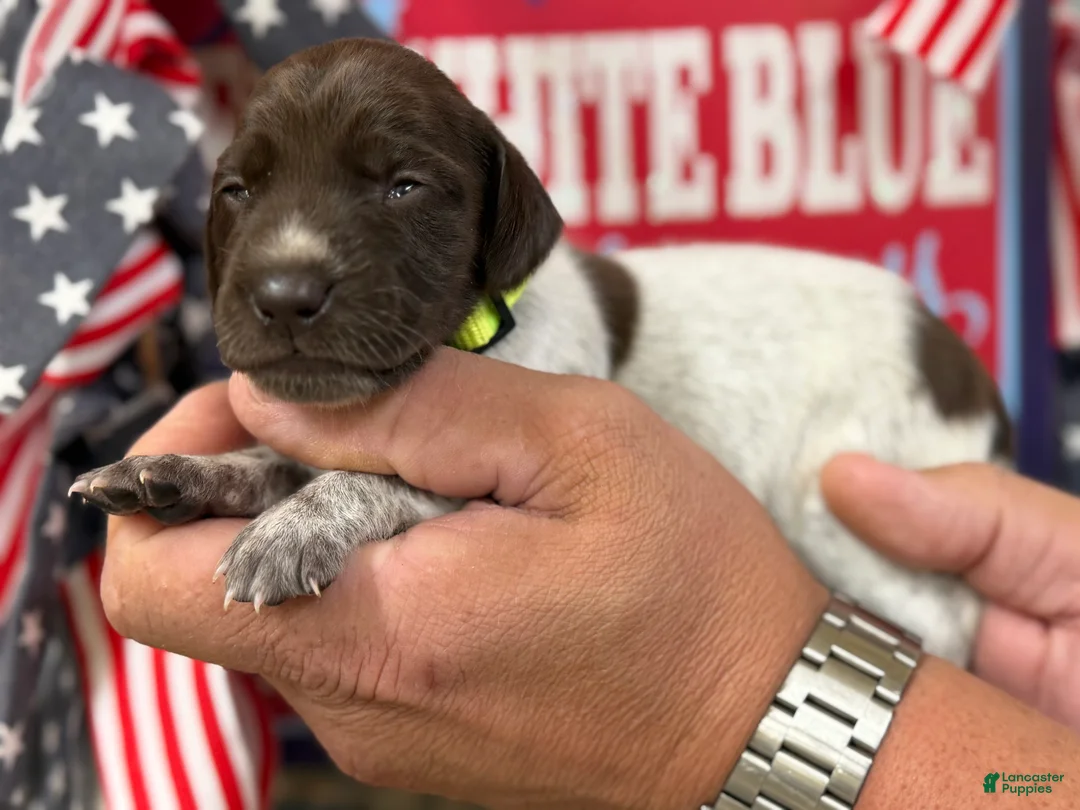 German Shorthaired Pointer dogs for sale: Independence - Ad 2