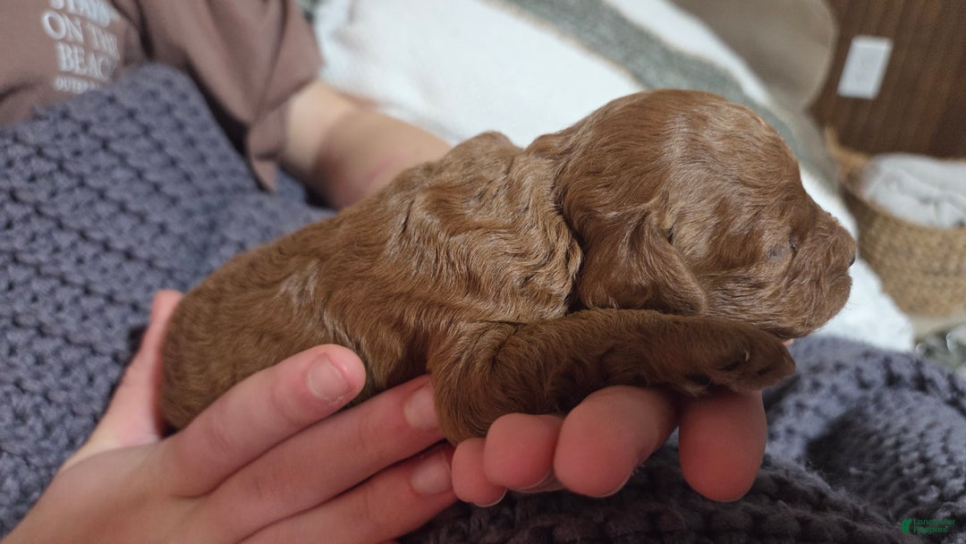 Cavapoo dogs for sale: Graham - Ad 2