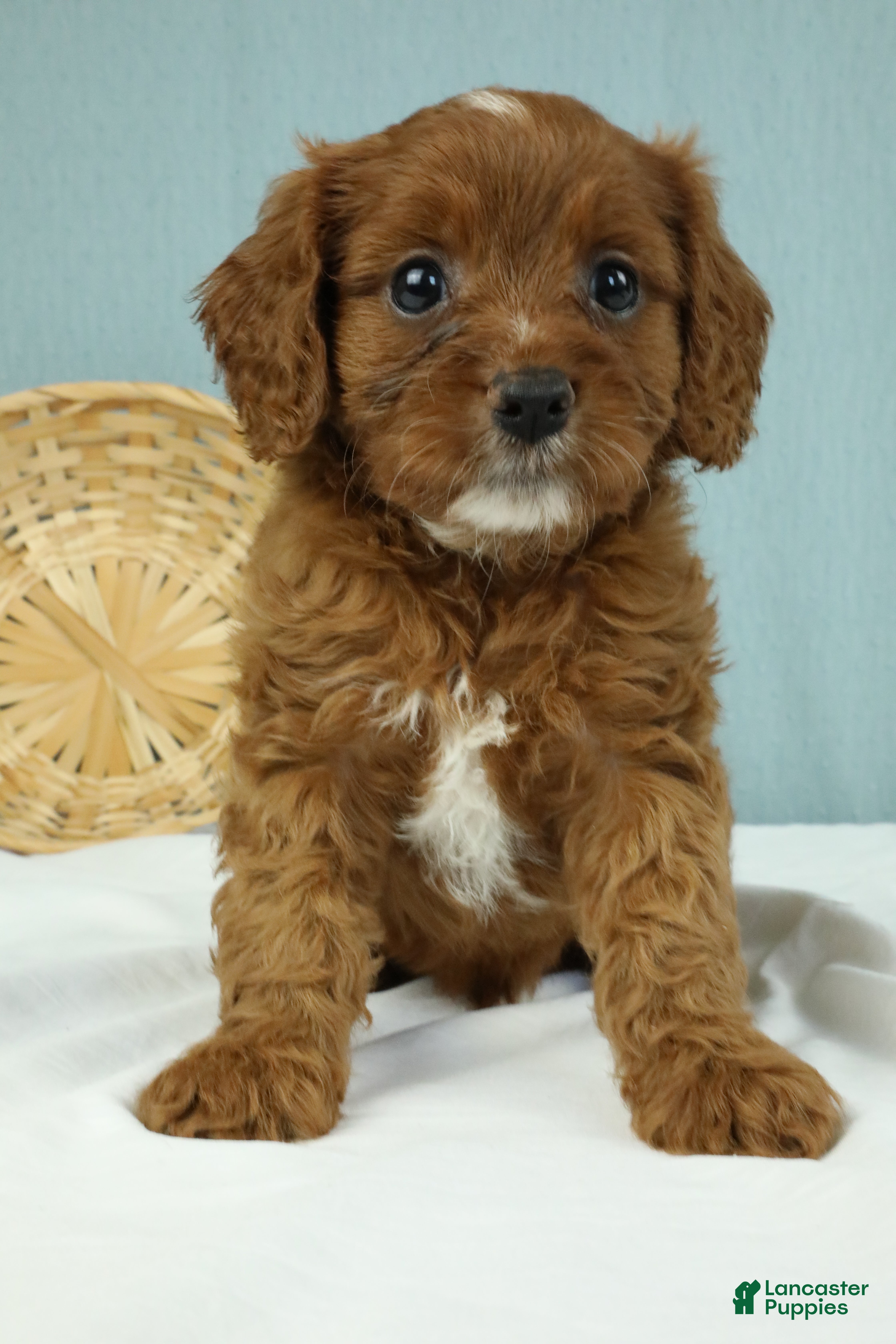 Cavapoo dogs Buckeye 🍦 - Ad 2