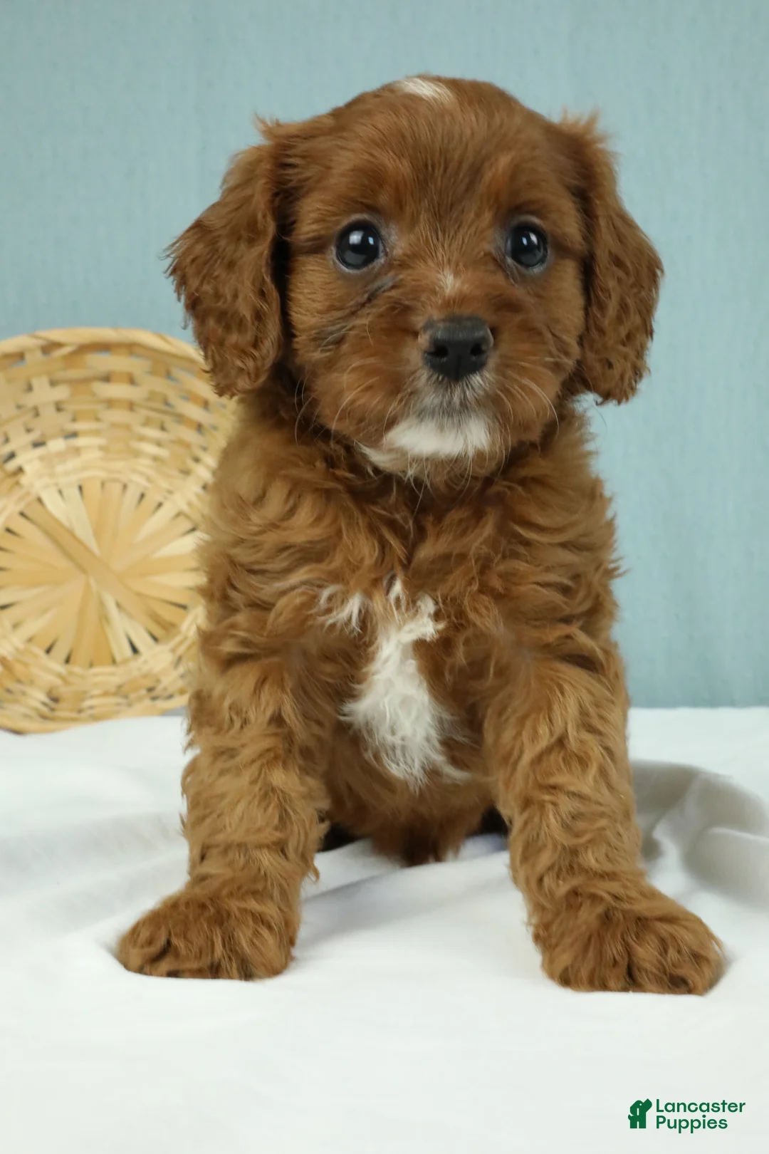 Cavapoo dogs for sale: Buckeye 🍦 - Ad 2