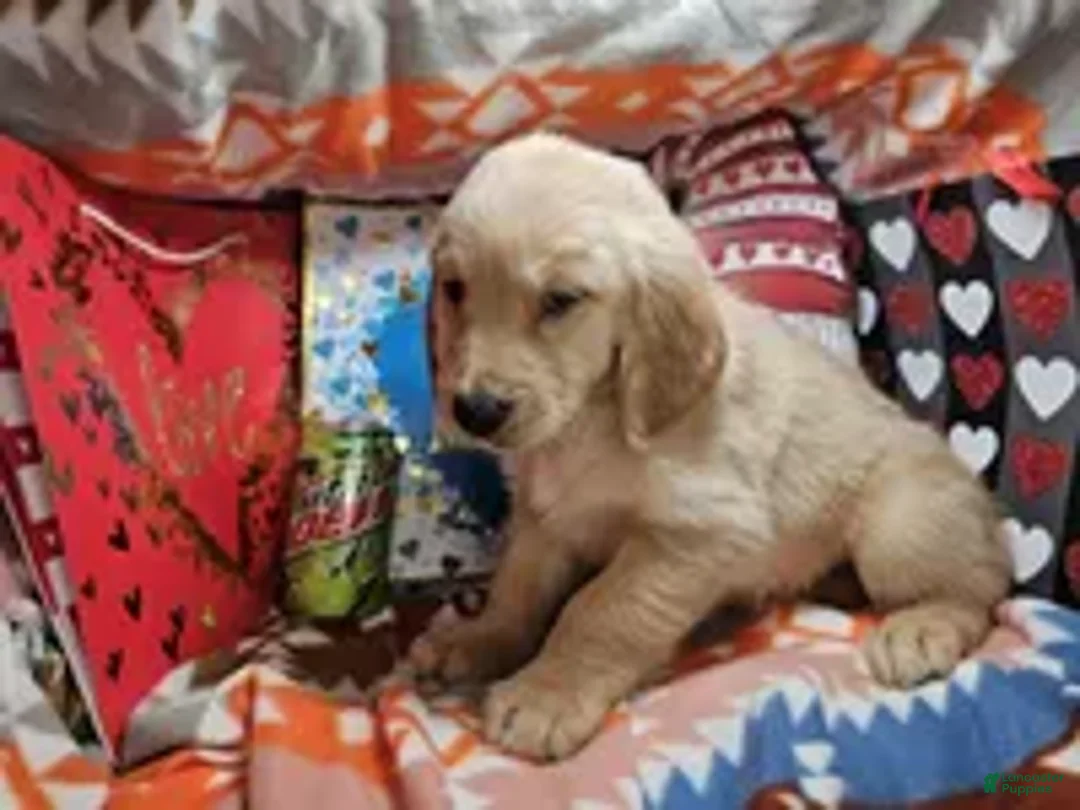 Golden Retriever dogs for sale: Gusto me Gusta - Ad 6