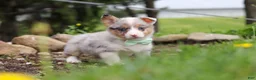 Welsh Corgi Pembroke dogs for sale: Frankie - Ad 7