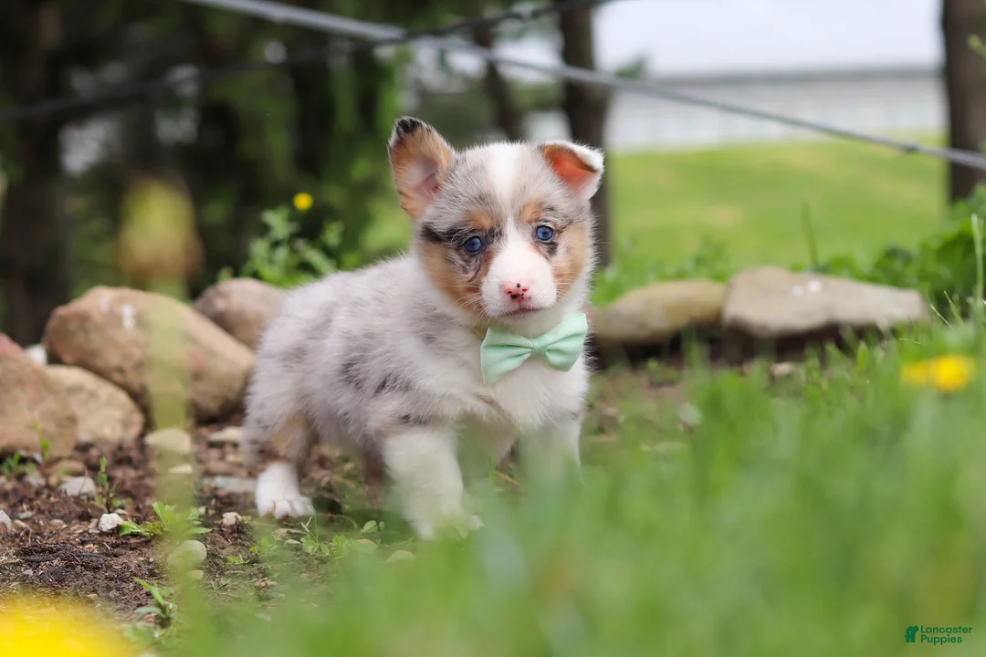 Welsh Corgi Pembroke dogs for sale: Frankie - Ad 7