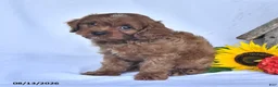 Cavapoo dogs for sale: Andre - Ad 4