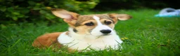 Welsh Corgi Pembroke dogs for sale: Cap'n Crunch Welsh Corgi Pembroke  - Ad 5