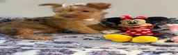 Yorkshire Terrier dogs for sale: Summer  - Ad 6