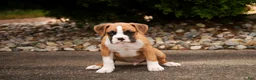 Boxer dogs for sale: Rex - Ad 5