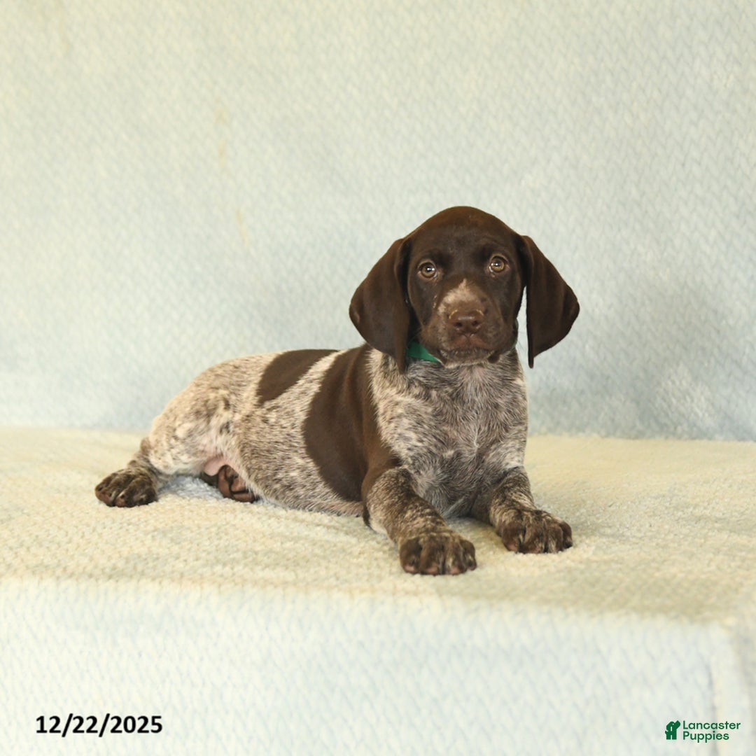 German Shorthaired Pointer dogs for sale: Taffy - Ad 3
