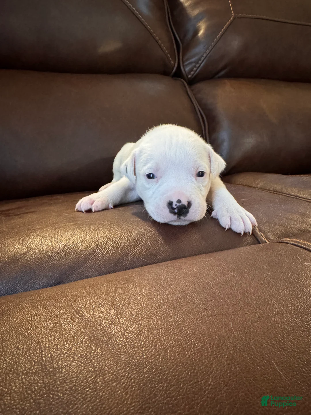 Mixed Breed dogs for sale: Delilah - Ad 2