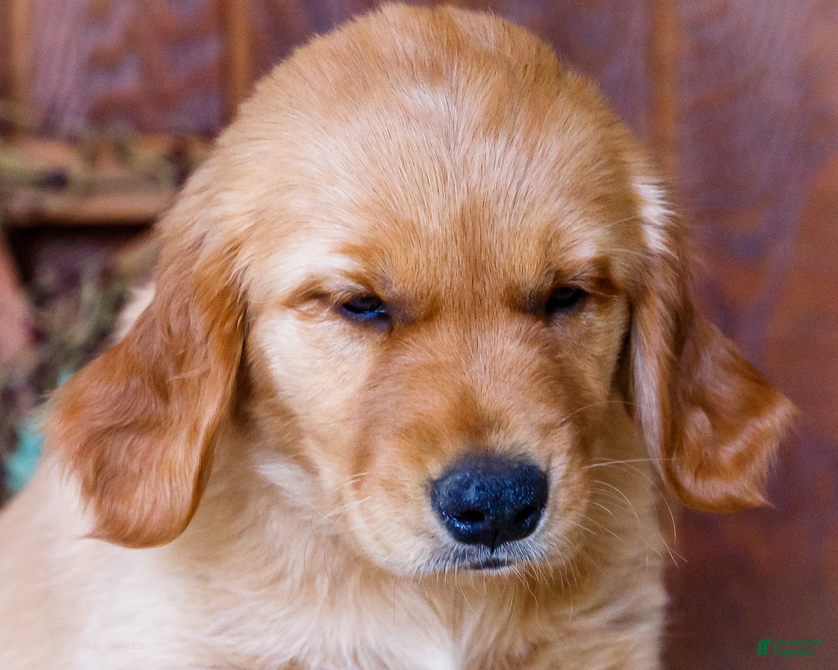 Golden Retriever dogs Lilac - Ad 2