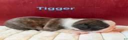 Boston Terrier dogs for sale: TiggerBoston Terrier 2 - Ad 4
