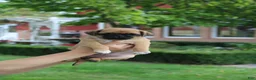 Jug dogs for sale: Sherena - Ad 4