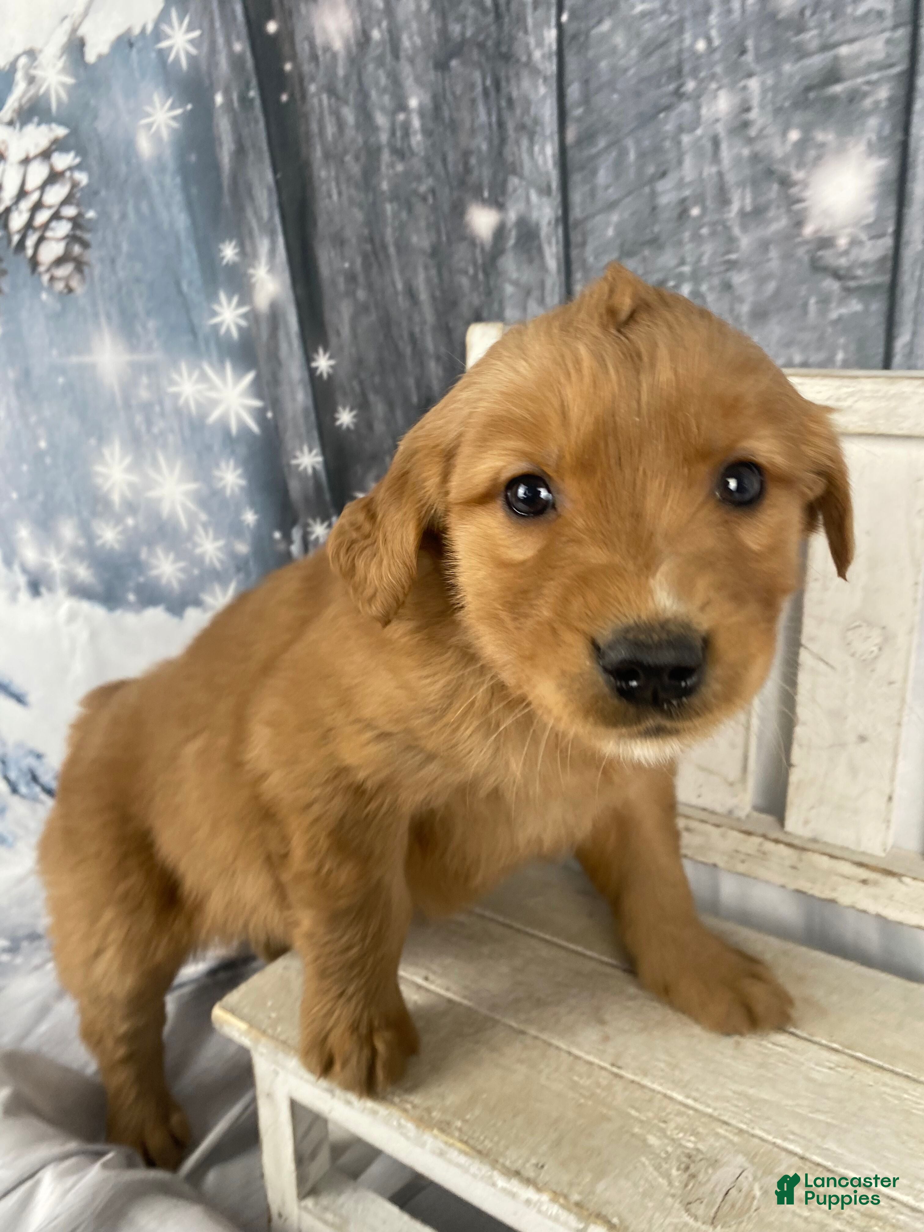 Golden Retriever dogs Lottie - Ad 14