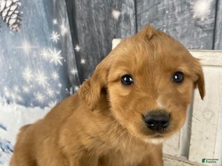 Golden Retriever dogs Lottie - Ad 14