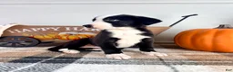 Border Collie dogs for sale: Autumn - Ad 4