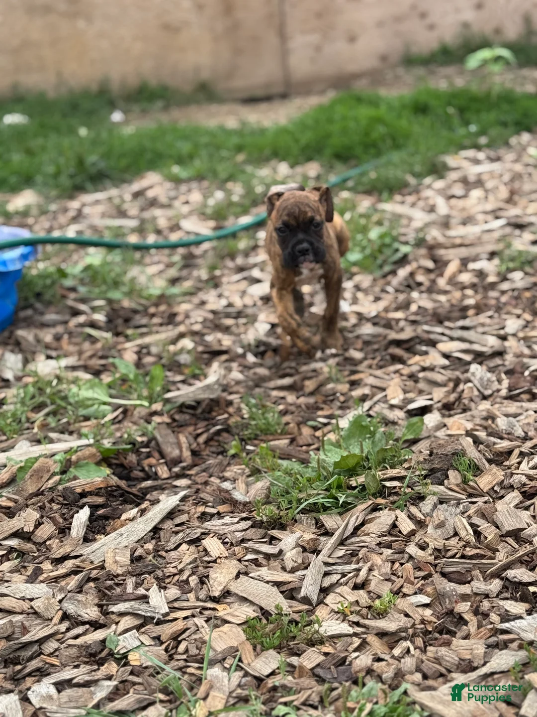 Boxer dogs for sale: Ernie  - Ad 1