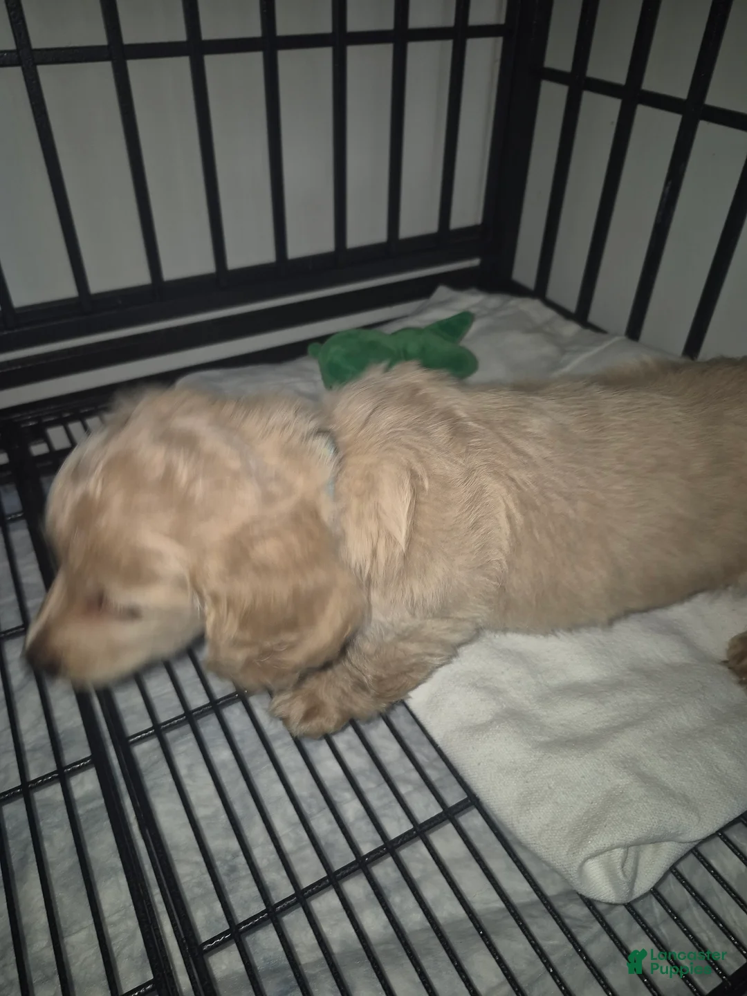 Miniature Dachshund dogs for sale: Cream hidden dapple long haired boy - Ad 2