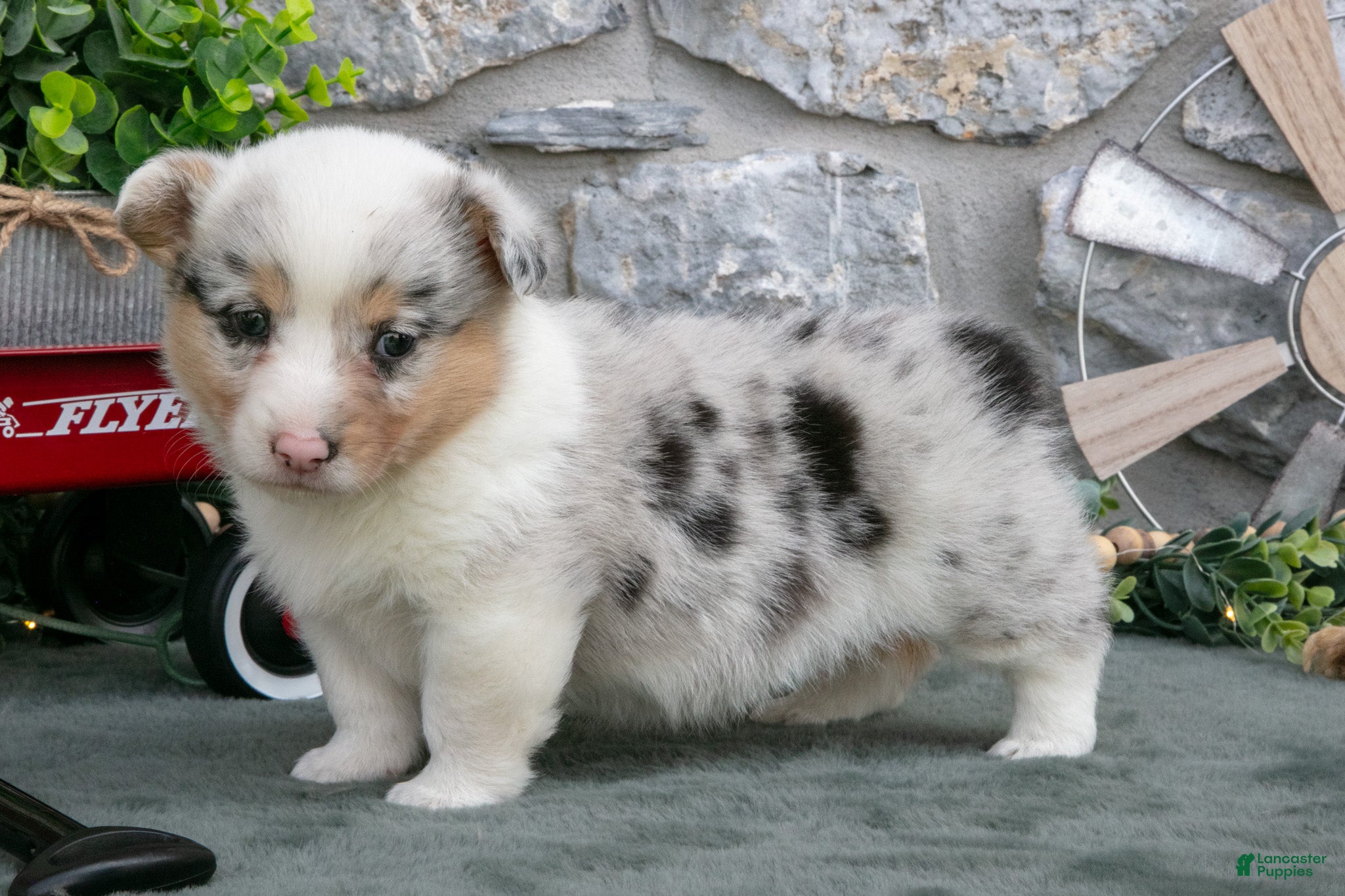 Welsh Corgi Pembroke dogs Indy - Ad 36